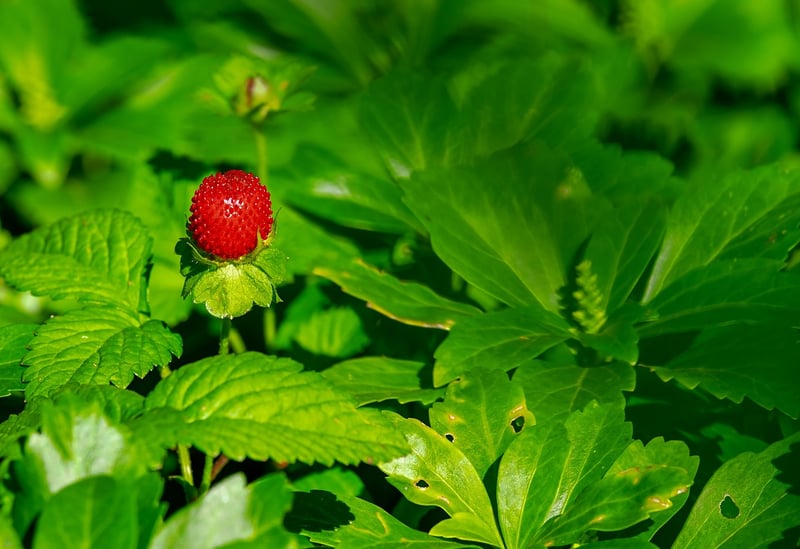 Strawberries and Chocolate
